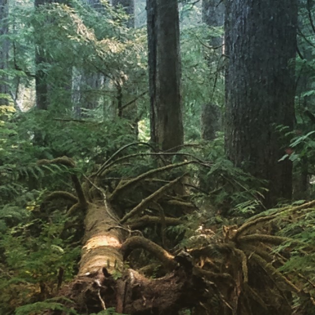 "Old Growth Forest- Neah Bay, WA #2" stock image