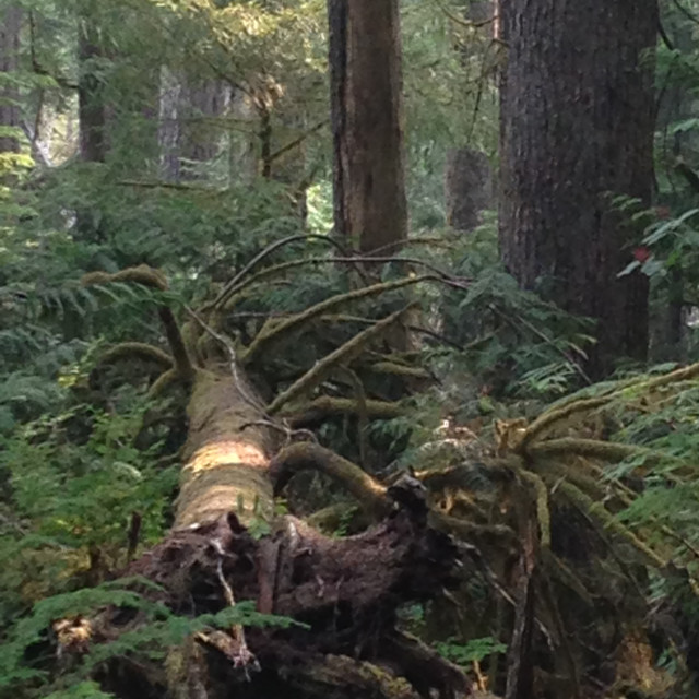 "Old Growth Forest- Neah Bay,WA" stock image