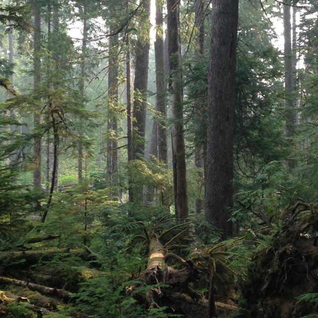 "Into the woods- Neah Bay,WA" stock image