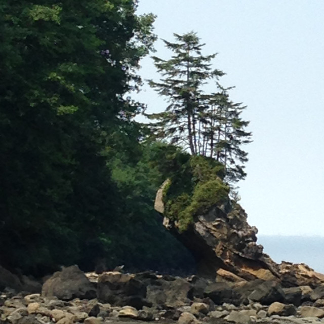 "Crooked tree Neah Bay,WA" stock image