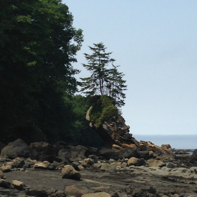 "Crooked Tree beach- Neah Bay,WA" stock image