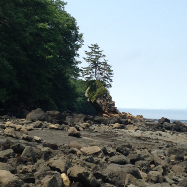 "Distance shot of the Crooked Tree- Neah Bay,WA" stock image