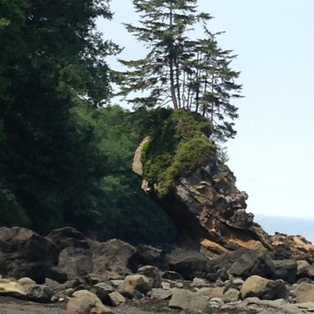 "Crooked tree close up- Neah Bay,WA" stock image