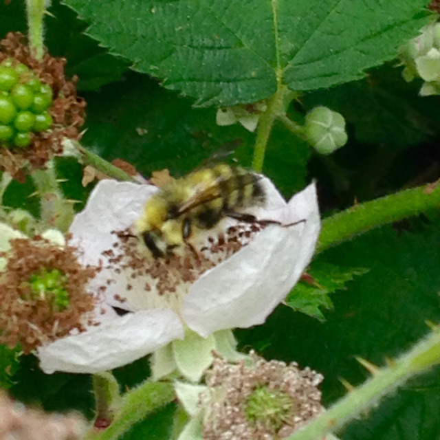 "Washington Bumble bee pollinating a Blackberry blossom" stock image