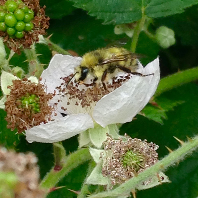 "Washington Bumblebee closeup" stock image