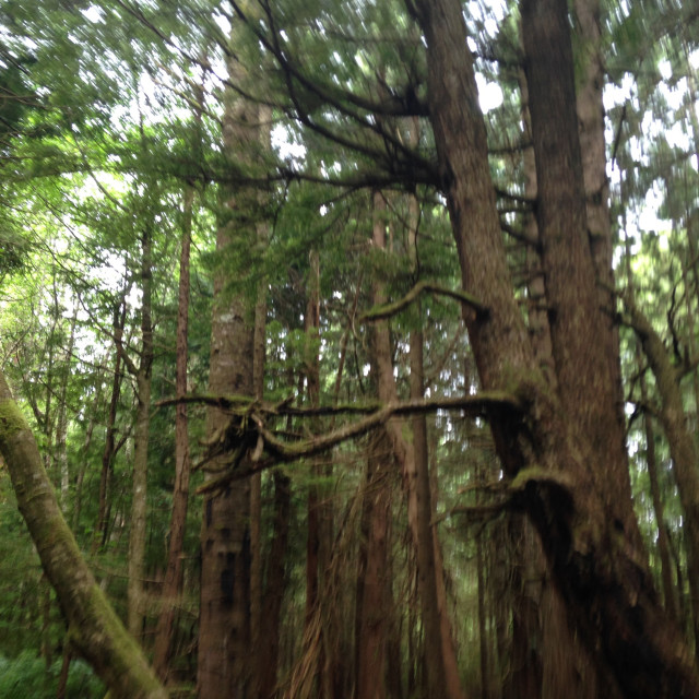 "Cape Flattery forest #2" stock image