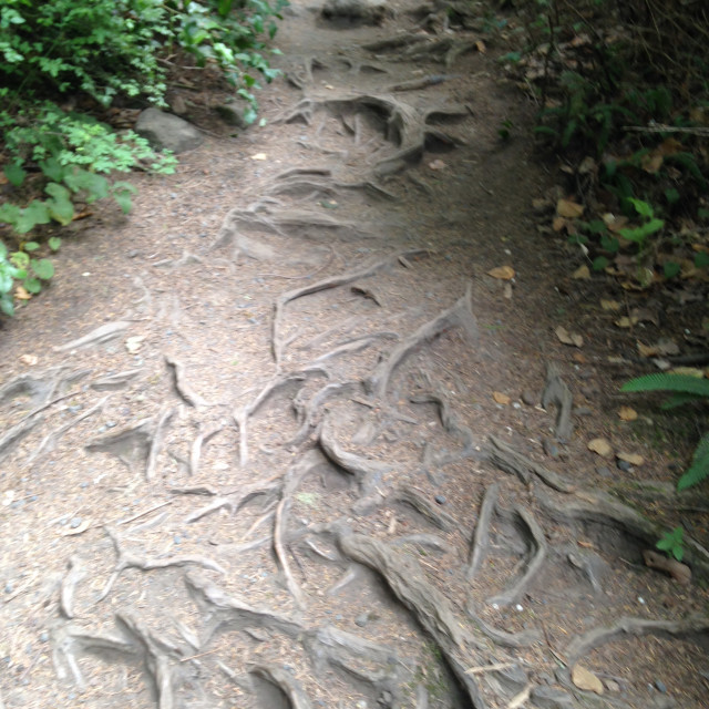 "Roots at Cape Flattery" stock image