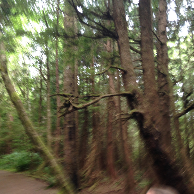 "Cape Flattery forest" stock image