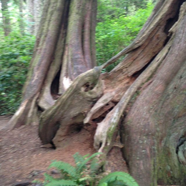 "Whimsically trees- Cape Flattery trail" stock image