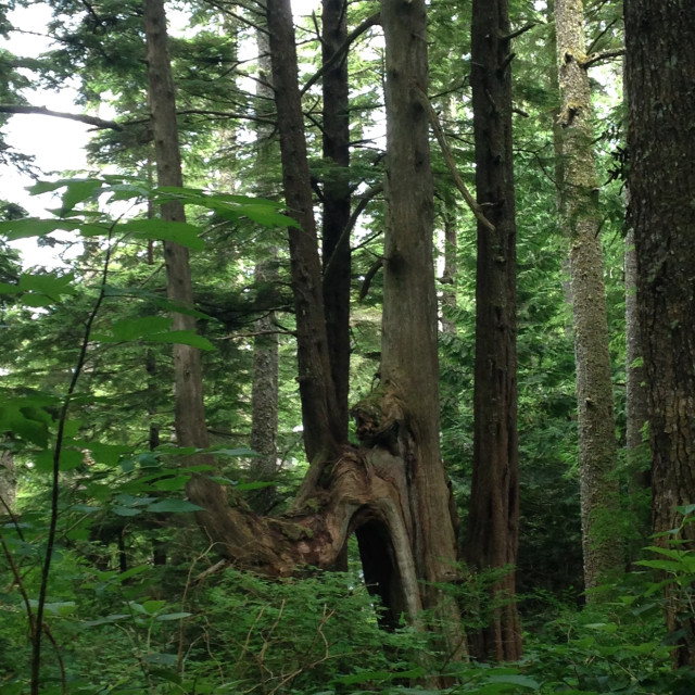 "A hole in the woods- Cape Flattery trial" stock image