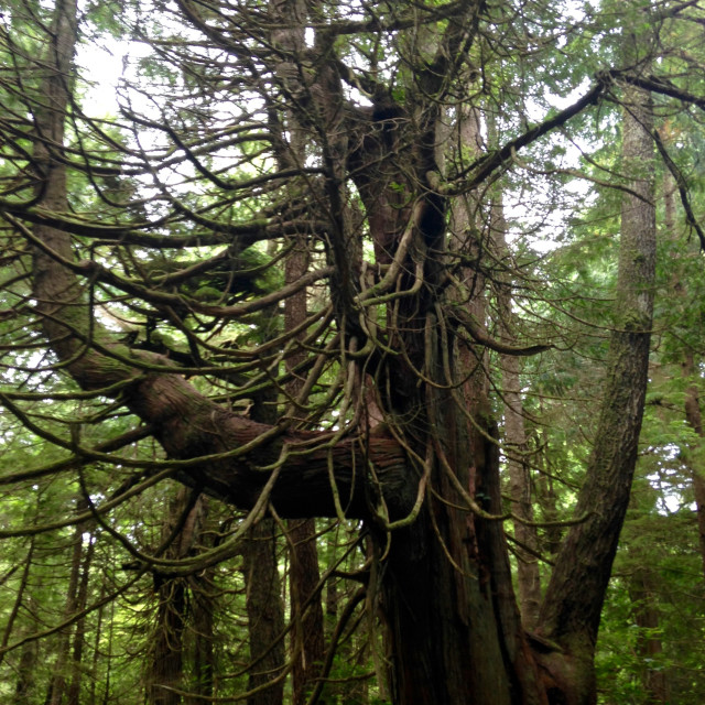 "Old growth Tree" stock image