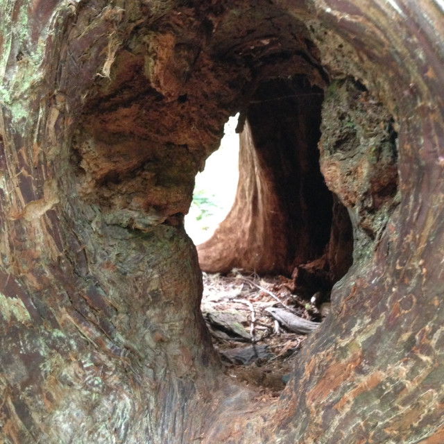 "A hole thru a tree" stock image