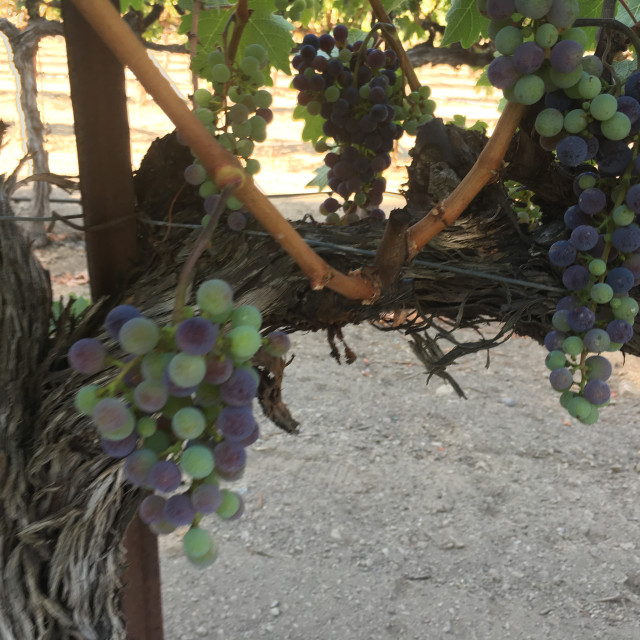 "Wine Grapes- Napa Valley, California" stock image