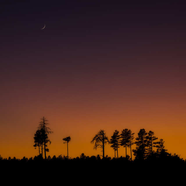 "sunset-arizona-silhouette-trees" by Chuck Taylor - £77.82 "sunset-arizona-silhouette-trees" stock image