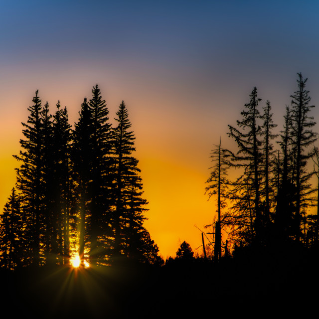 "white mountains-arizona-sunrise-national forest" by Chuck Taylor - £77.82 "white mountains-arizona-sunrise-national forest" stock image