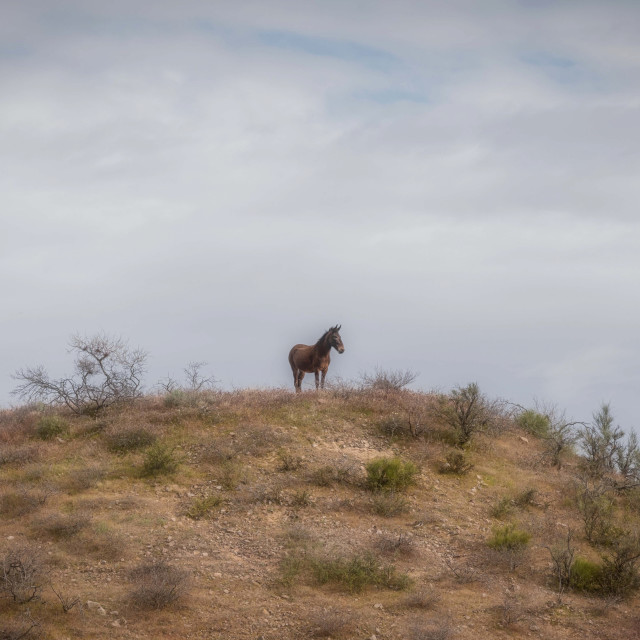 "wildhorse-wild-west-us-solo" by Chuck Taylor - £77.82 "wildhorse-wild-west-us-solo" stock image