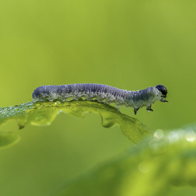 "Sawfly larvae on leaf" by Steve Palmer Photography - £19.99 "Sawfly larvae on leaf" stock image