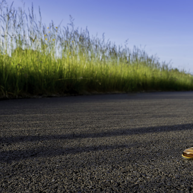 "White Lipped Snail on tarmac pavement" by Steve Palmer Photography - £19.99 "White Lipped Snail on tarmac pavement" stock image