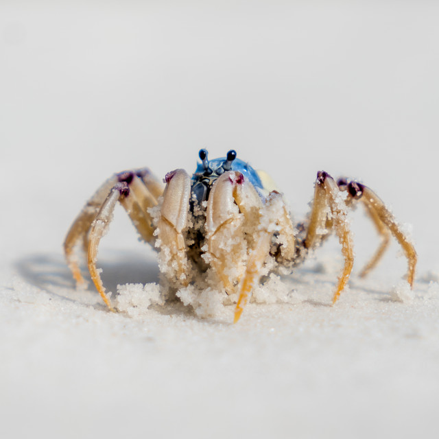 "Crabby" by James Unsworth - £15.00 "Crabby" stock image