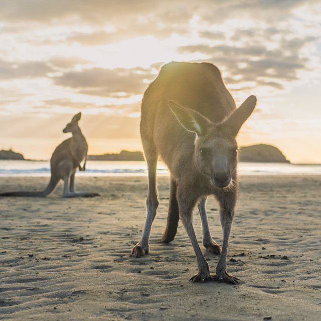 "Skip at Sunrise" by James Unsworth - £15.00 "Skip at Sunrise" stock image