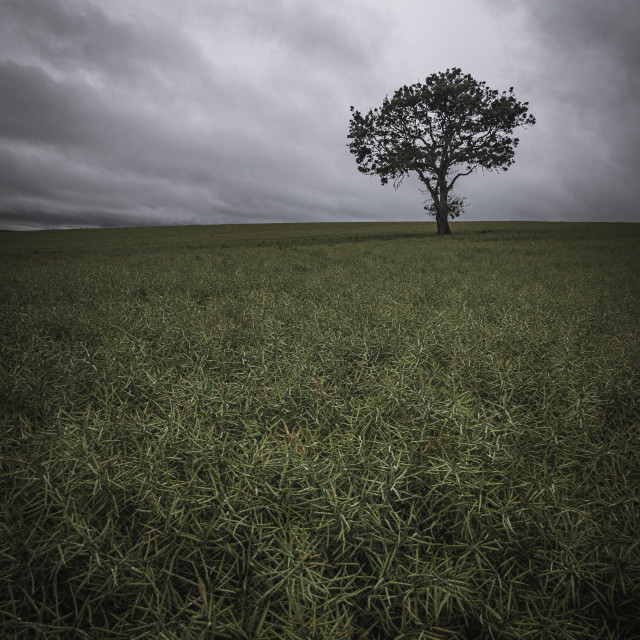 "Derbyshire lone tree" stock image