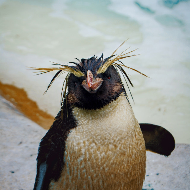 "Rockhopper penguin" stock image