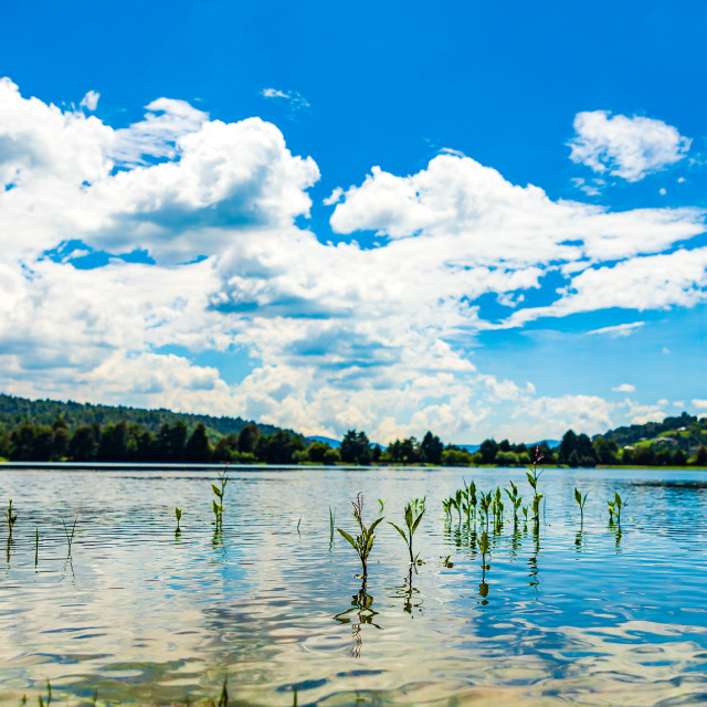 "Plants and Lagoon" by Expvisual Filmmaking and Photography SAS de CV - $2.47 "Plants and Lagoon" stock image