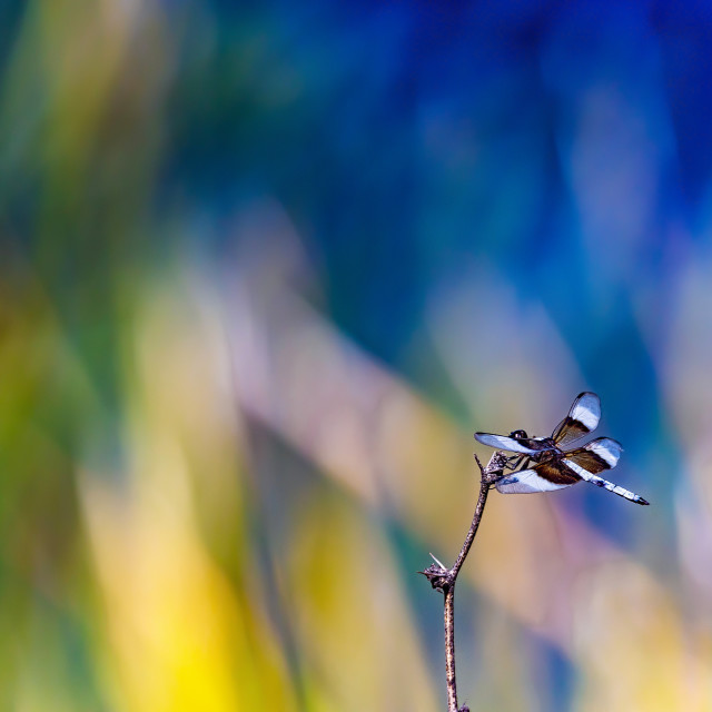 "dragonfly-animal-fine art-colorful" by Chuck Taylor - £77.82 "dragonfly-animal-fine art-colorful" stock image