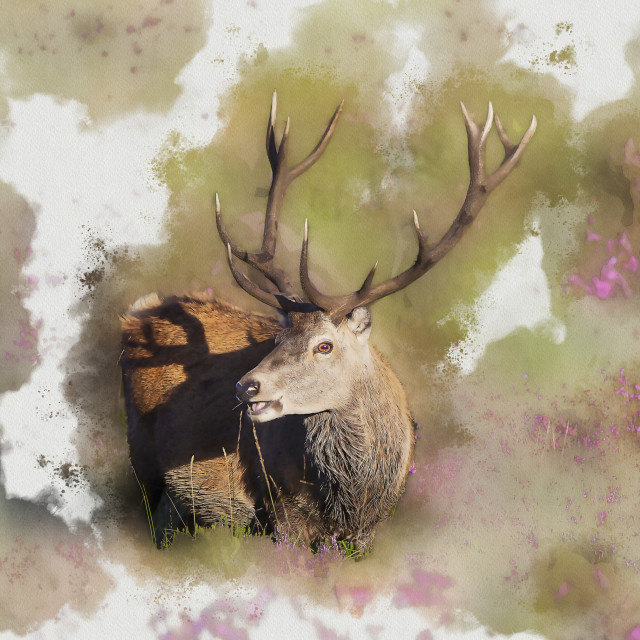 "Callum the Stag in the Heather, Beinn Eighe" stock image