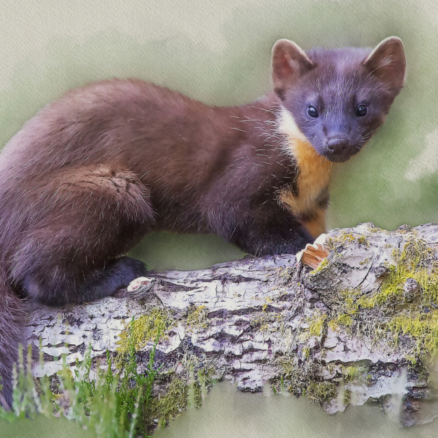 "Pine Marten on Log, Black Isle, Scottish Highlands. A Watercolour." stock image