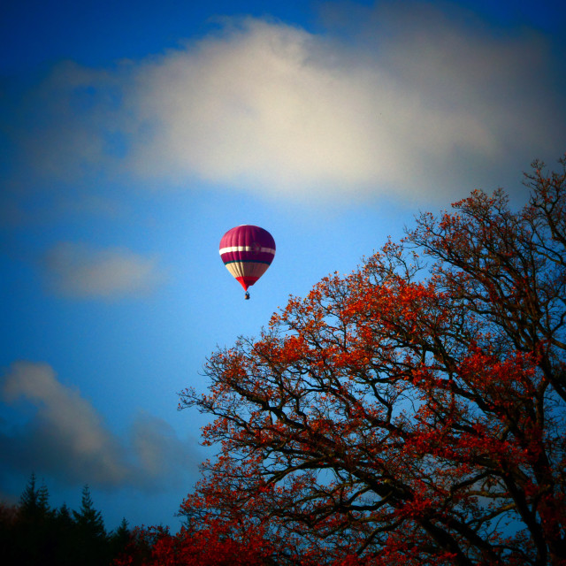 "Hot Air Balloon over Stourhead" stock image