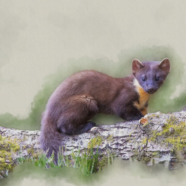 "Pine Marten on Log, Black Isle, Scottish Highlands. A Watercolour." stock image