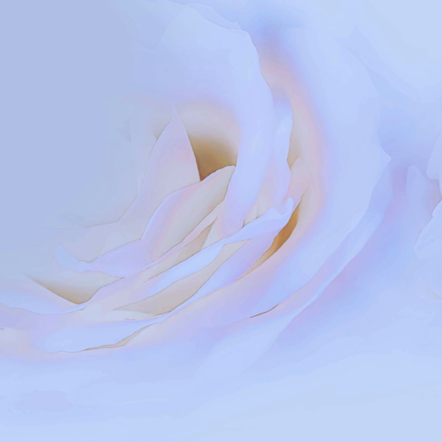 "White Rose" stock image