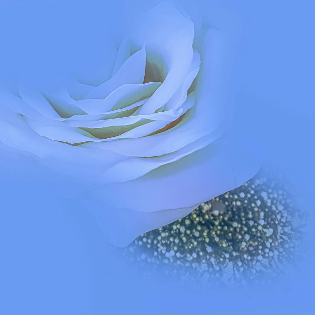 "A single White Rose" stock image