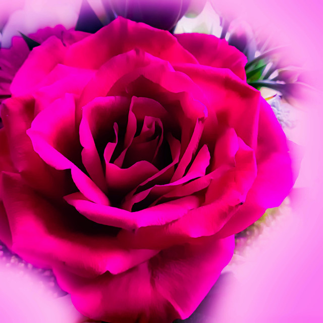 "A Pink Rose" stock image