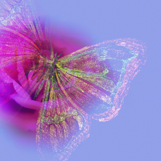 "A Pink Rose and a Butterfly" by RukhsanaC - £50.00 "A Pink Rose and a Butterfly" stock image