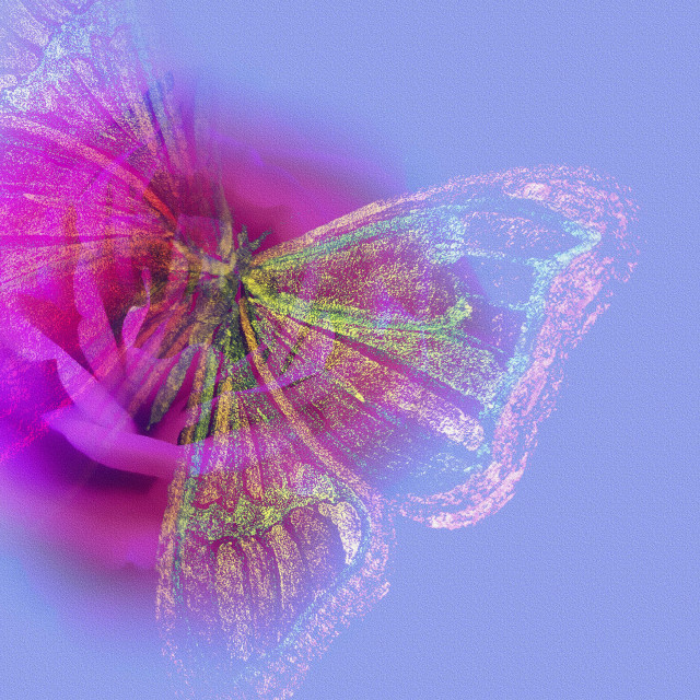 "A Pink Rose and a Butterfly" stock image