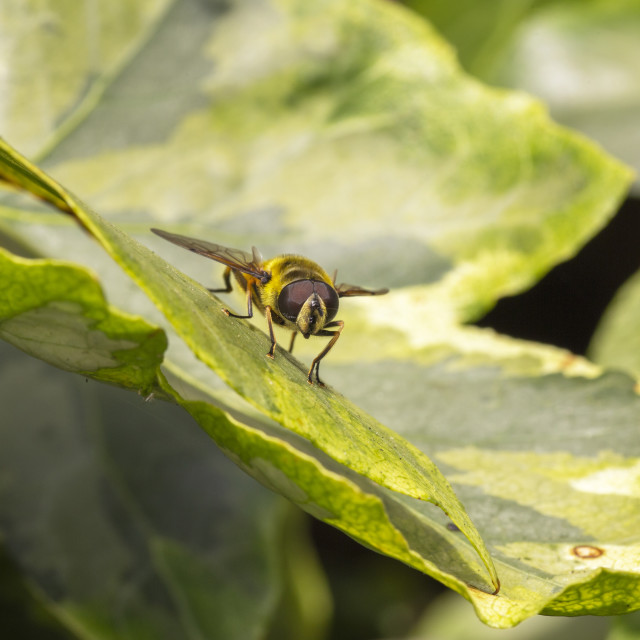"Dead Head hoverfly (Myathropa florea)." by Bobb Strongman - £20.00 "Dead Head hoverfly (Myathropa florea)." stock image
