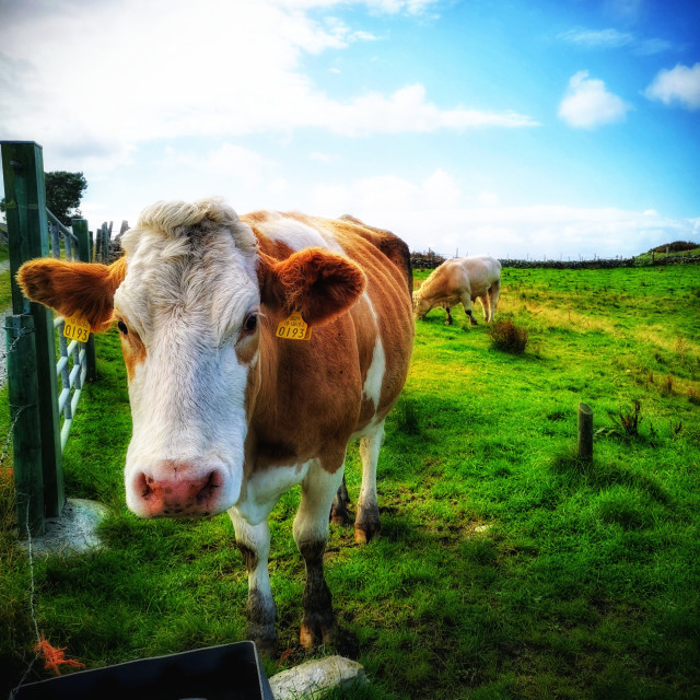 "Curious cow 2" by Joyce Sammon - $24.48 "Curious cow 2" stock image