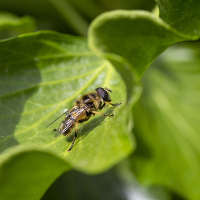 "Tapered Drone Fly / Hoverfly" by Bobb Strongman - £20.00 "Tapered Drone Fly / Hoverfly" stock image