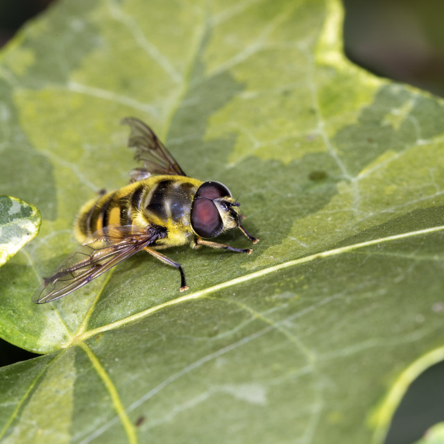 "Dead Head Hoverfly - Myathropa florea" by Bobb Strongman - £20.00 "Dead Head Hoverfly - Myathropa florea" stock image