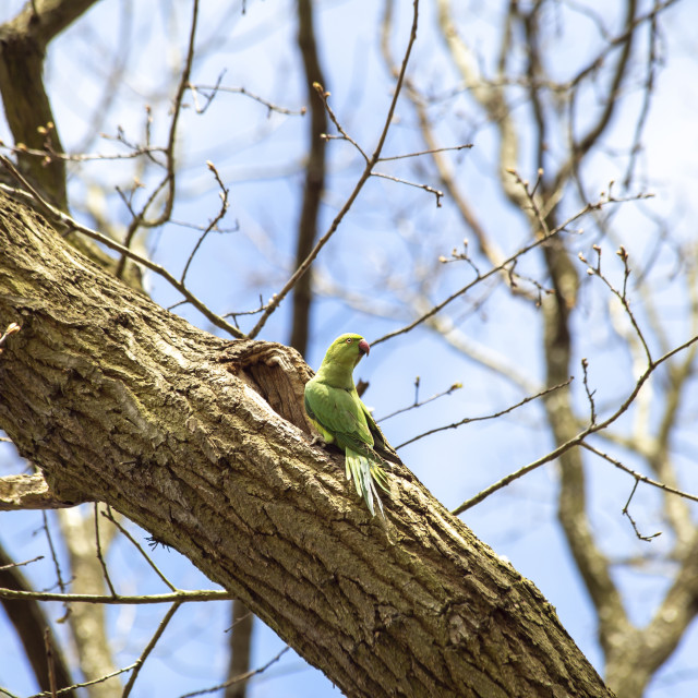 "Ring-Necked / Rose-Ringed Parakeet" by Bobb Strongman - £20.00 "Ring-Necked / Rose-Ringed Parakeet" stock image