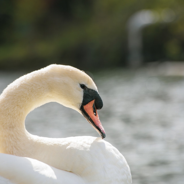 "Mute Swan" by Bobb Strongman - £20.00 "Mute Swan" stock image