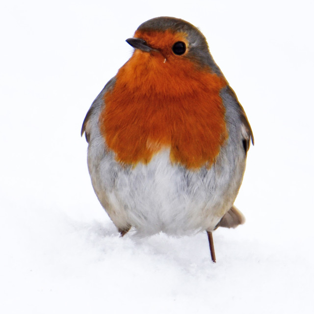 "Robin in the snow" stock image