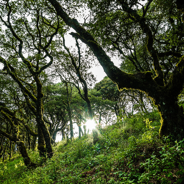"Sun through the forest" by Expvisual Filmmaking and Photography SAS de CV - $12.35 "Sun through the forest" stock image