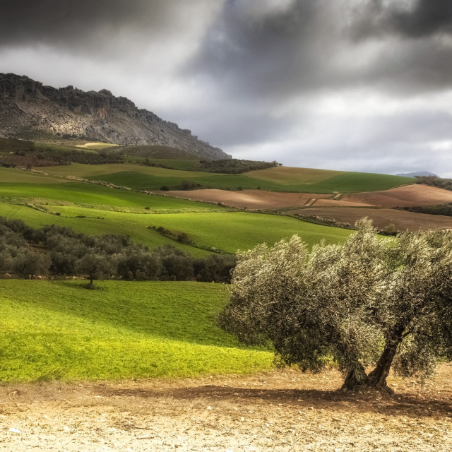 "Andalusia Olive Tree" by Andrew Gray Photography - £20.00 "Andalusia Olive Tree" stock image