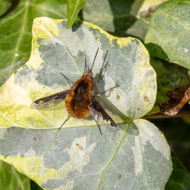 "Dark-edged bee-fly (Bombylius major)" by Bobb Strongman - £20.00 "Dark-edged bee-fly (Bombylius major)" stock image