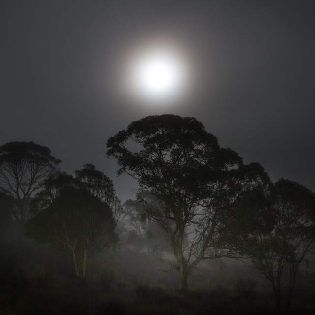 "Lunar Dawn" by Wes Schulstad - £16.00 "Lunar Dawn" stock image