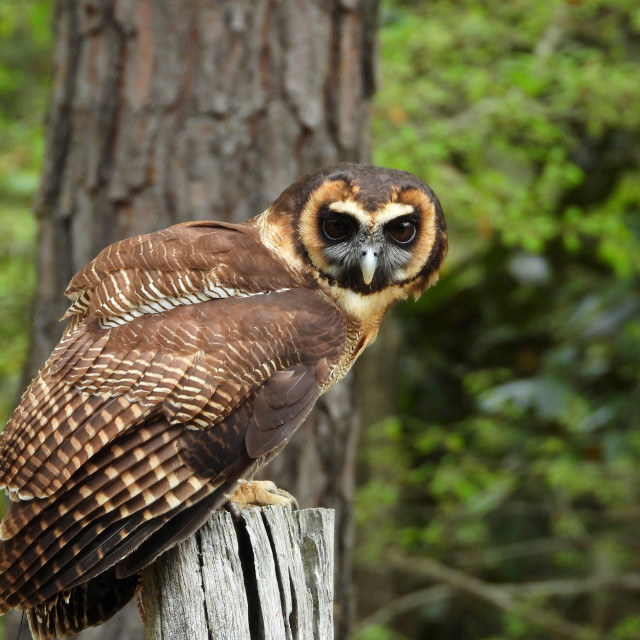 "Birds of Prey Series – Brown Wood Owl IV" stock image
