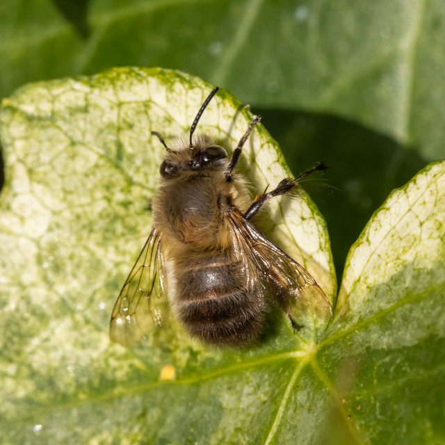 "Hairy-footed Flower Bee" by Bobb Strongman - £20.00 "Hairy-footed Flower Bee" stock image